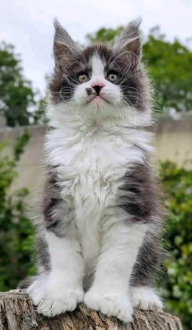 Milo — Maine Coon Kitten